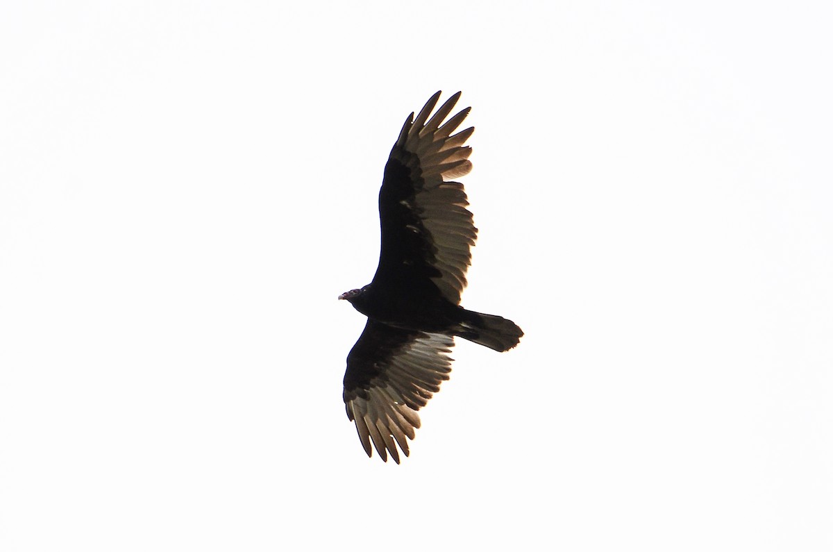 Turkey Vulture - ML613724276