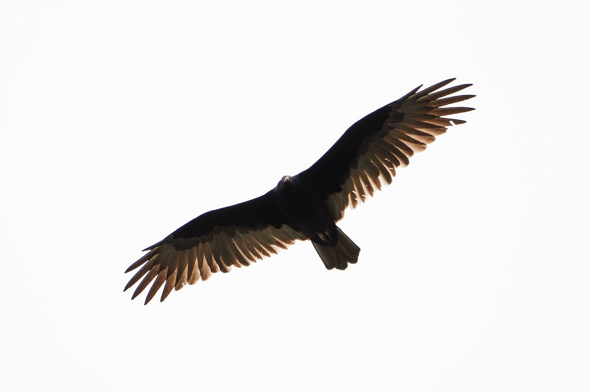 Turkey Vulture - ML613724278
