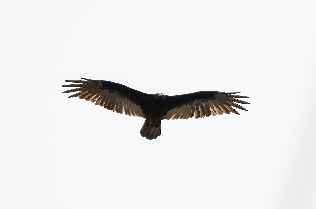 Turkey Vulture - ML613724279