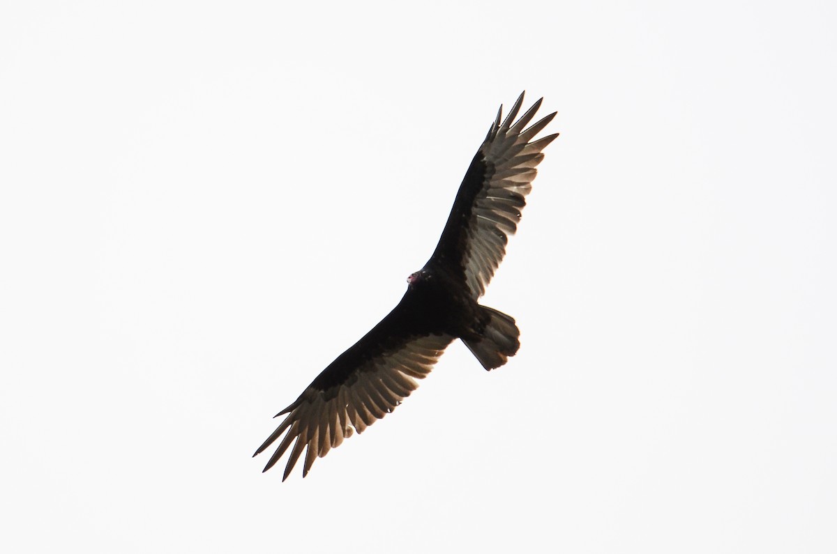 Turkey Vulture - ML613724281