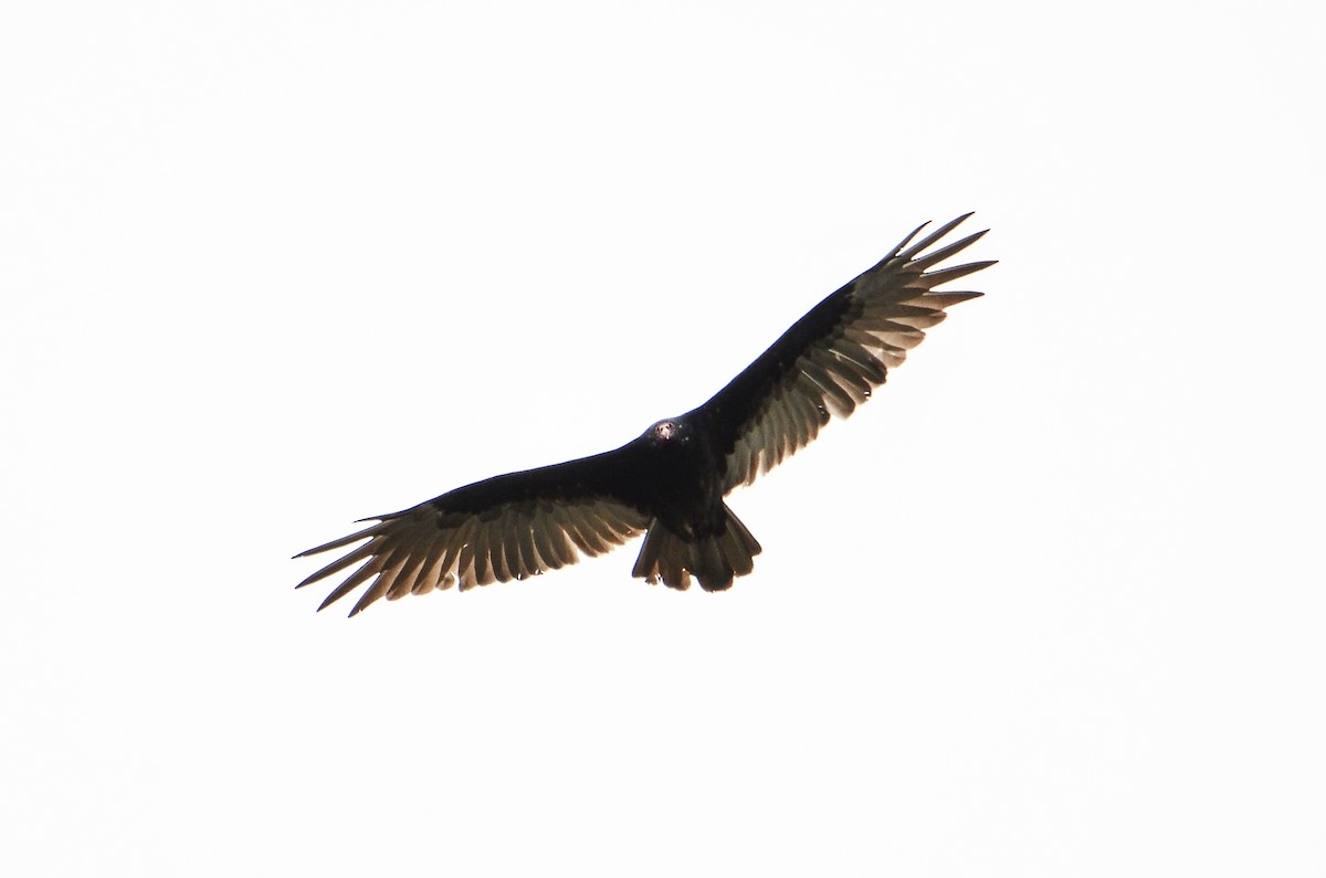 Turkey Vulture - ML613724282