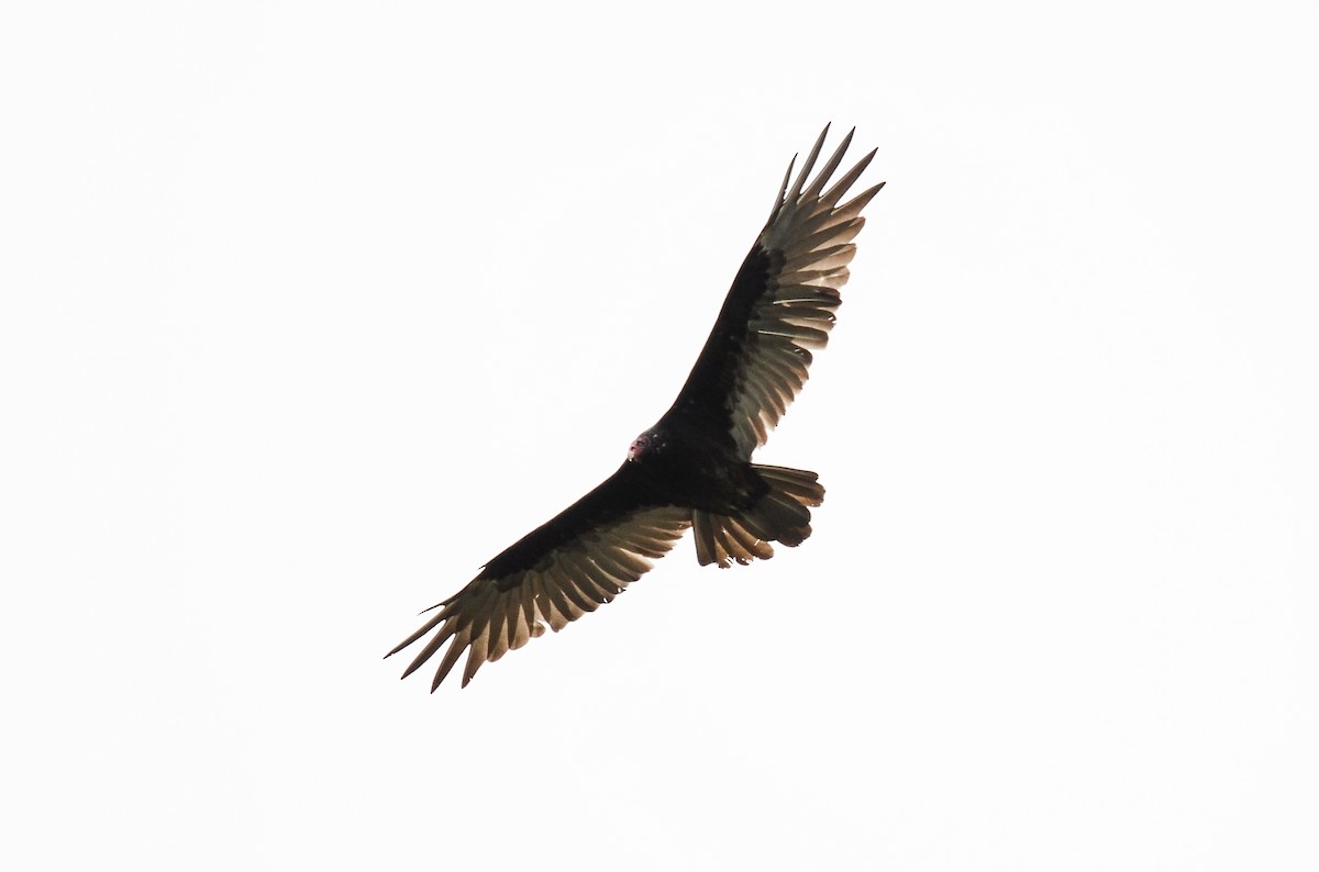 Turkey Vulture - ML613724283