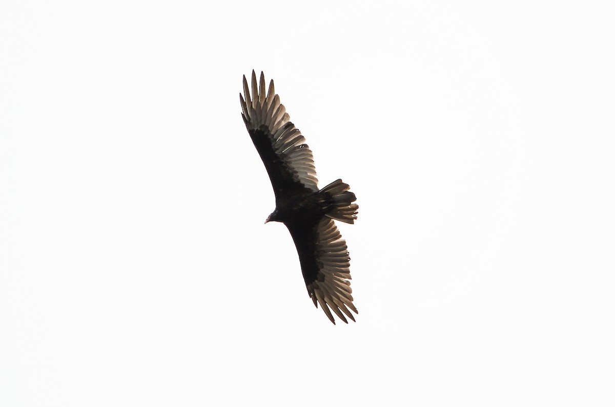 Turkey Vulture - ML613724284