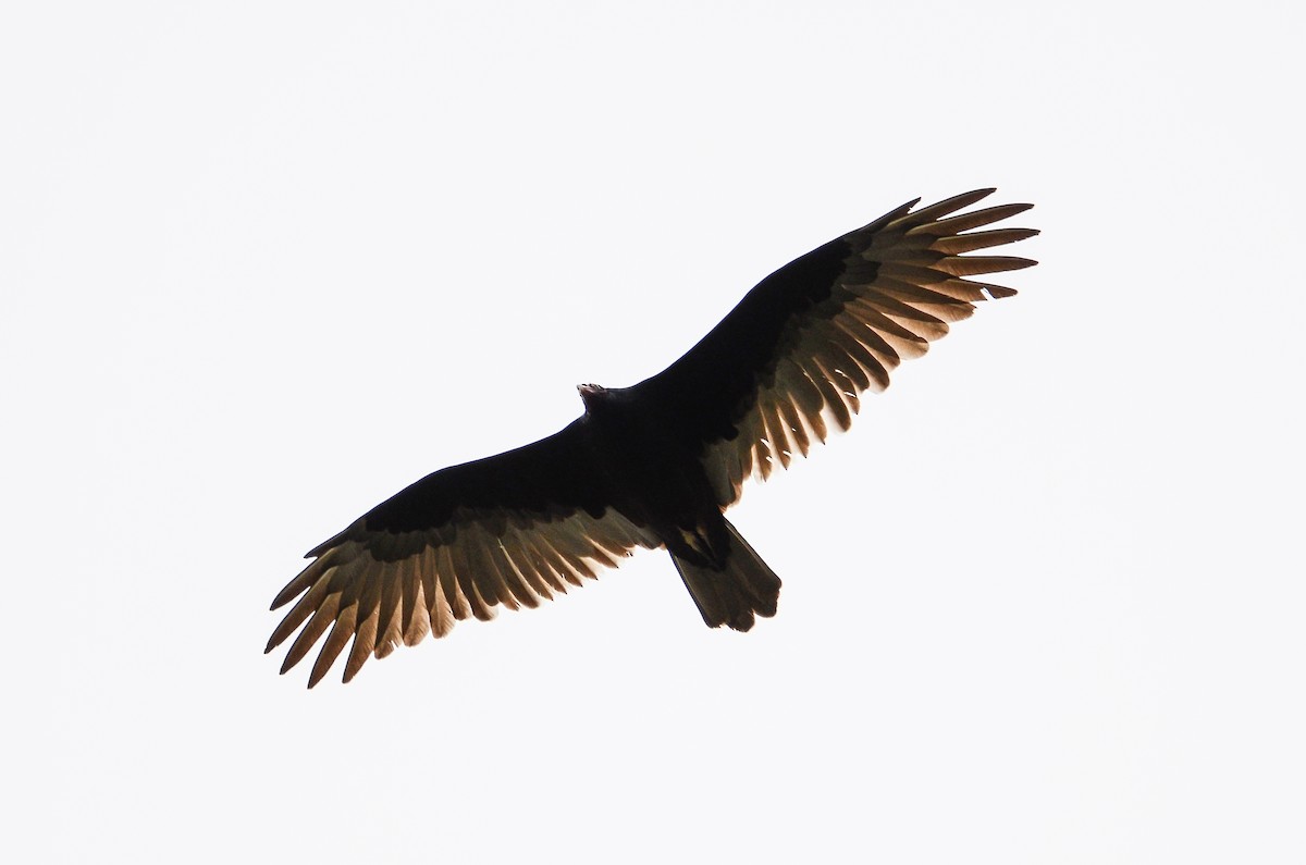 Turkey Vulture - ML613724286