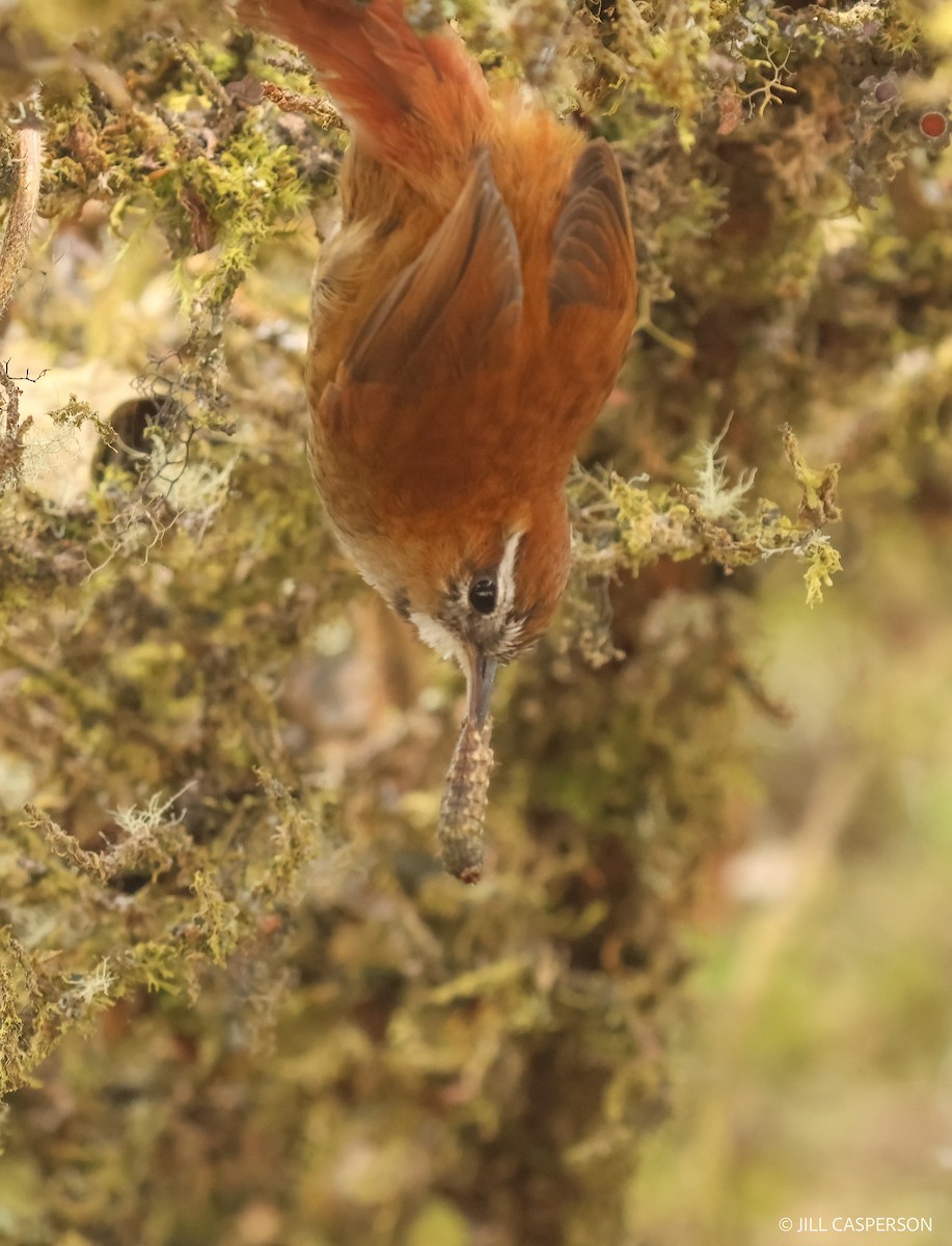 White-browed Spinetail - ML613724748
