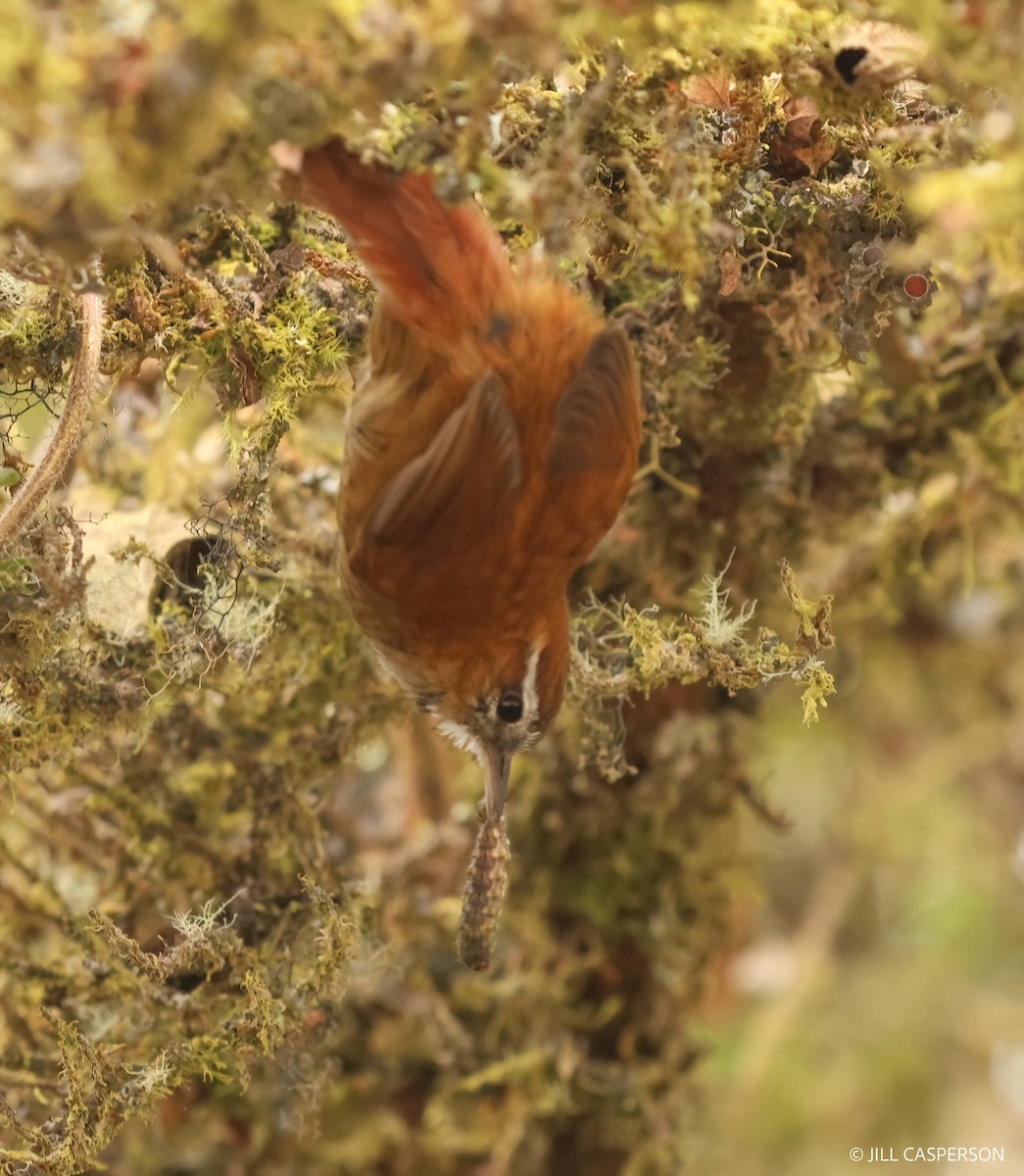 White-browed Spinetail - ML613724749
