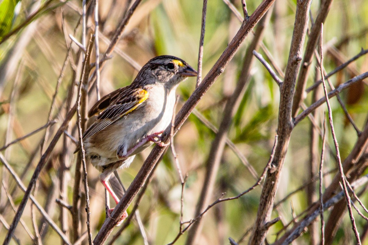 Grassland Sparrow - ML613724995