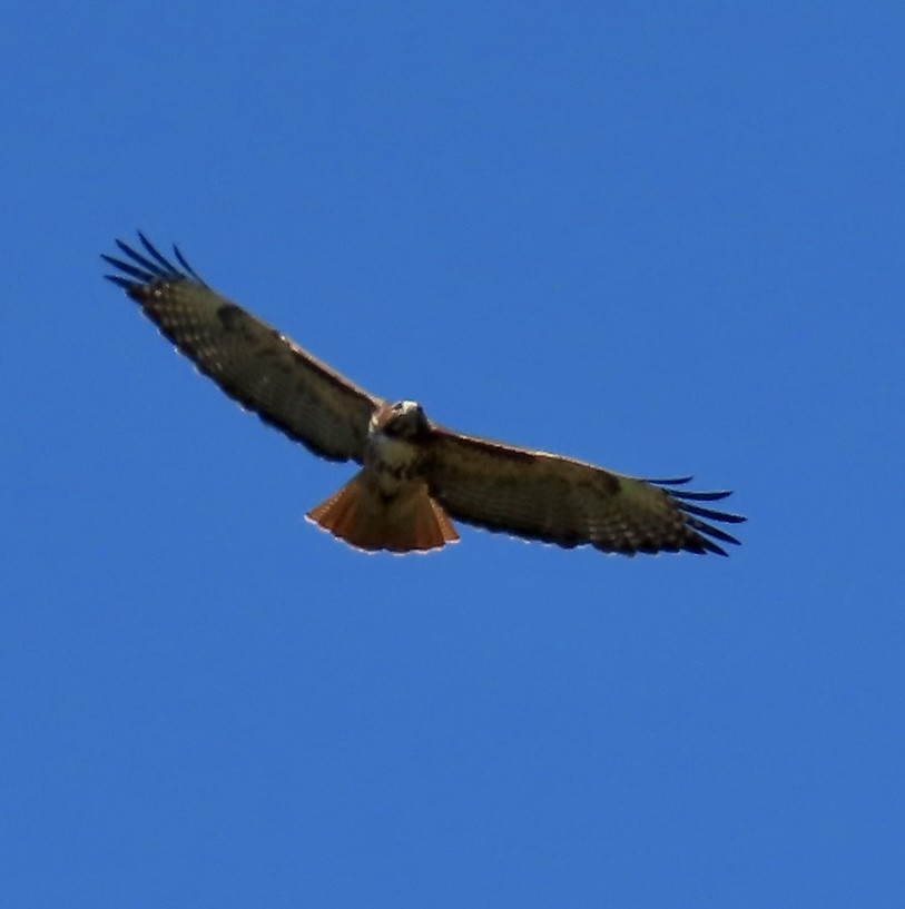 Red-tailed Hawk - ML613725377