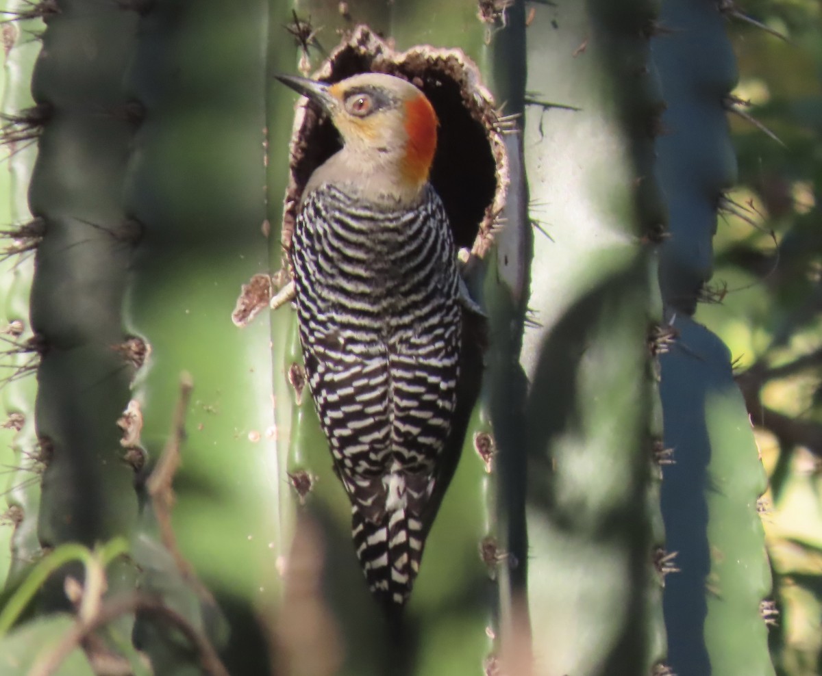 Golden-cheeked Woodpecker - Vicki Nebes