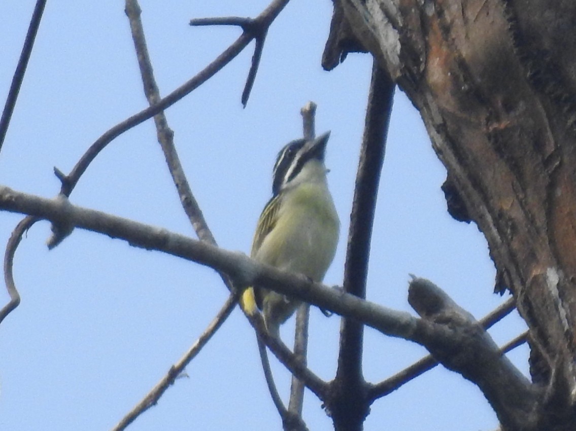 Yellow-throated Tinkerbird - ML613725484
