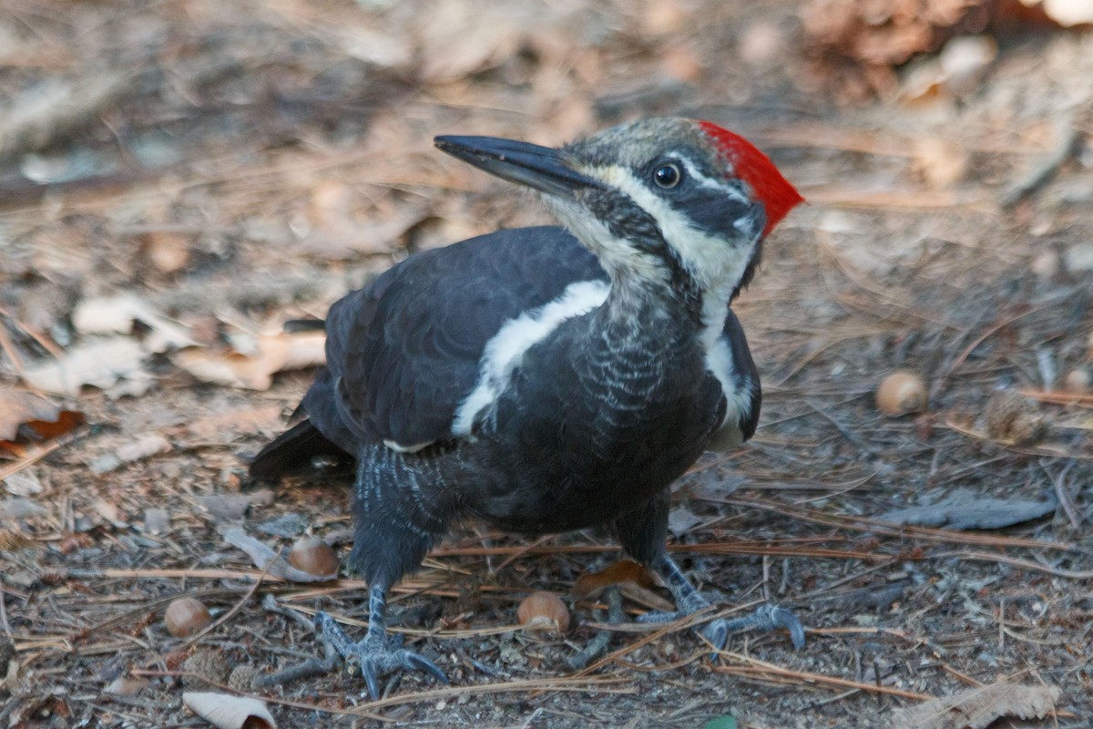 Pileated Woodpecker - ML613725900