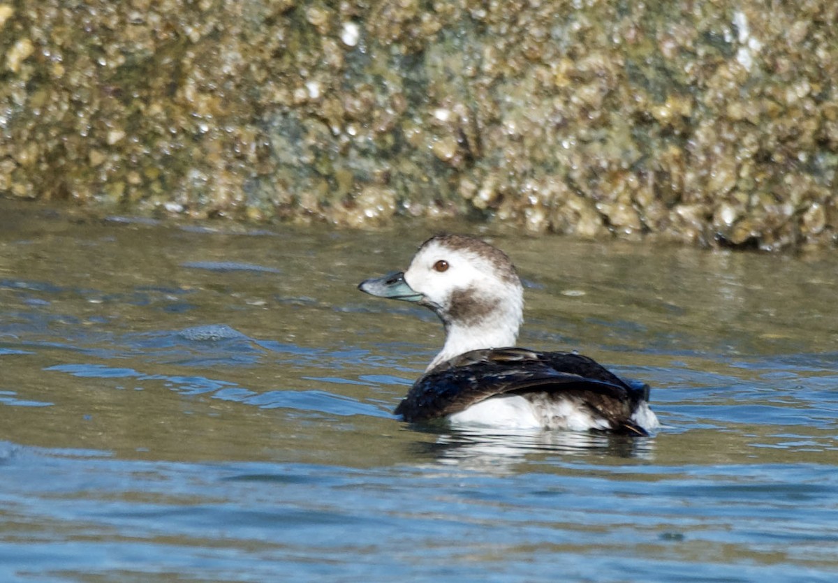 Long-tailed Duck - ML613726971
