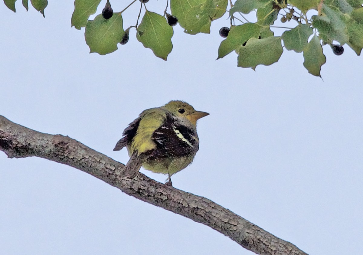Western Tanager - ML613727082