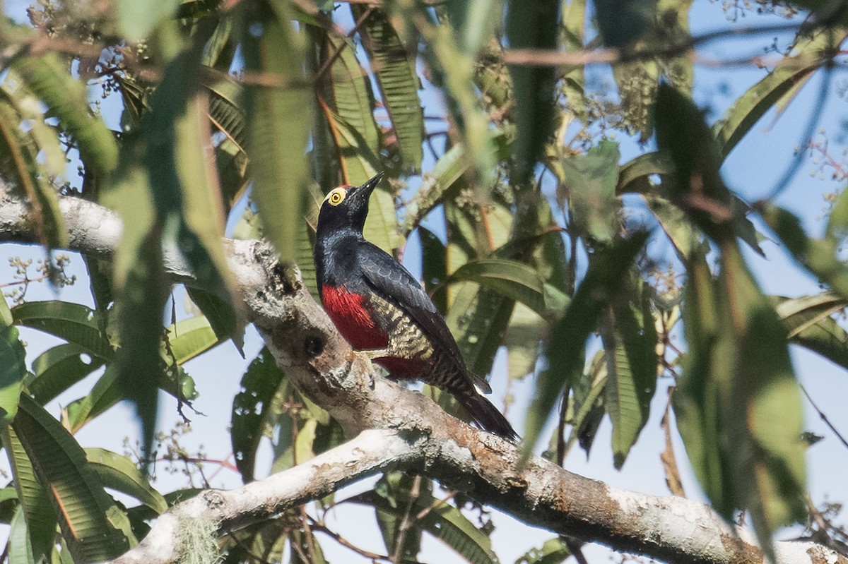Yellow-tufted Woodpecker - ML613727294