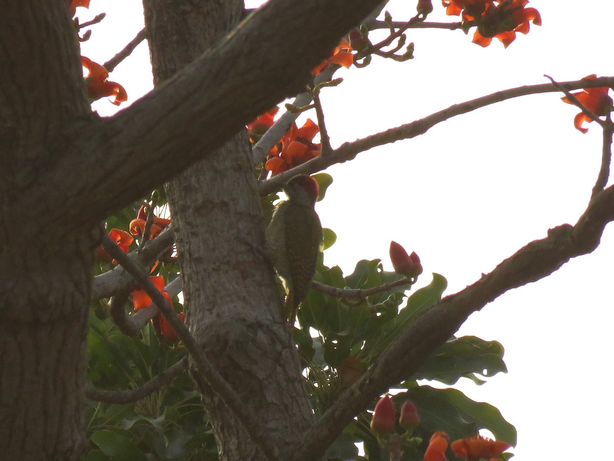 Fine-spotted Woodpecker - ML613727508