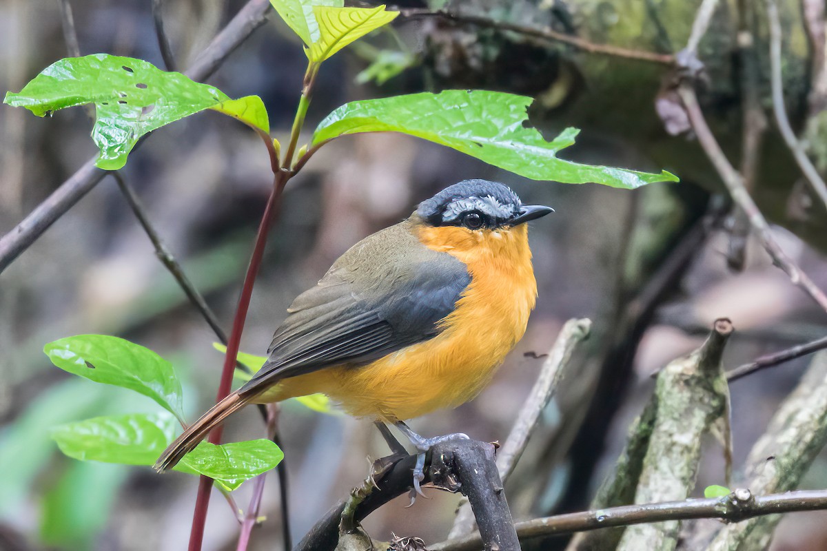 Gray-winged Robin-Chat - ML613727695