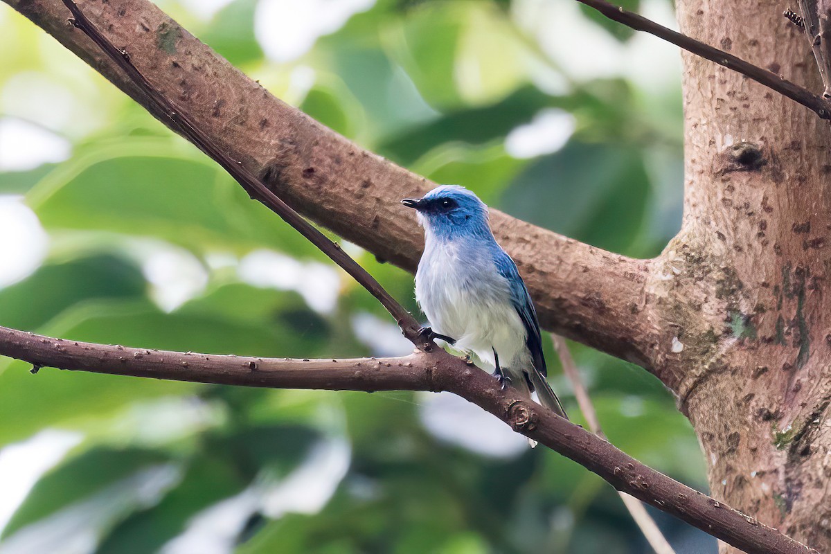 White-tailed Blue Flycatcher - Manuel Fernandez-Bermejo