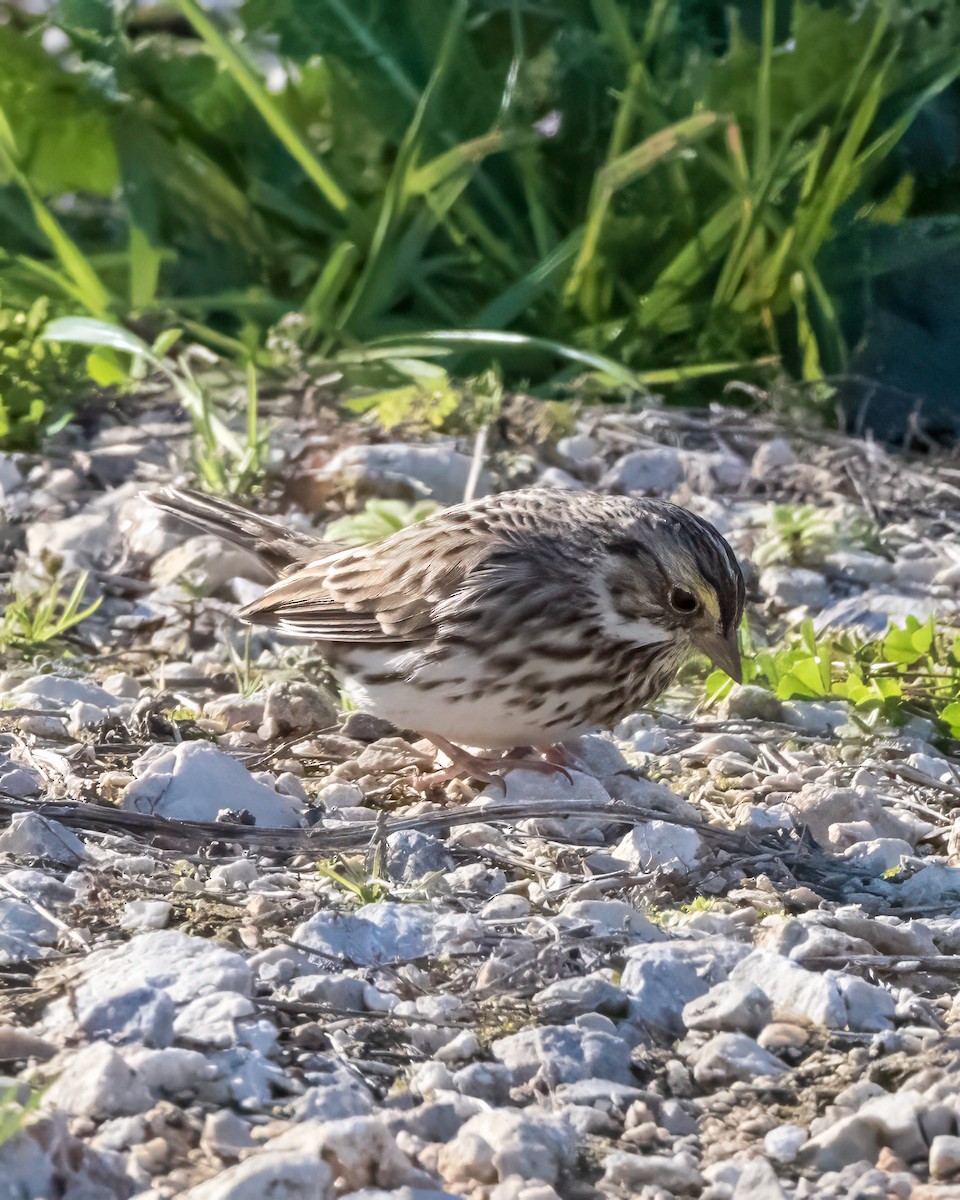 Savannah Sparrow - ML613728040