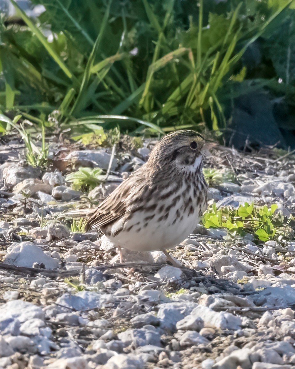 Savannah Sparrow - ML613728041
