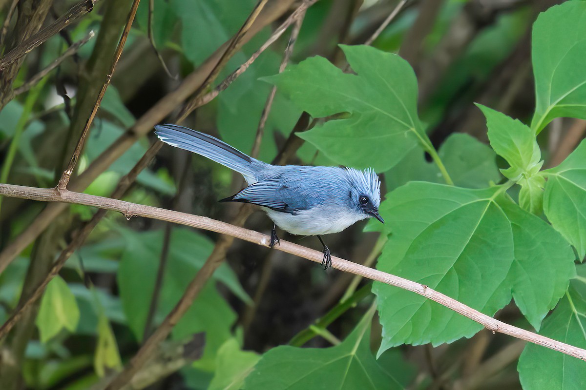 White-tailed Blue Flycatcher - Manuel Fernandez-Bermejo