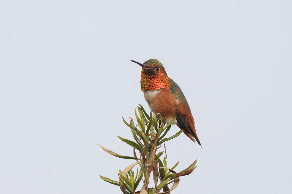 Allen's Hummingbird - ML613728274