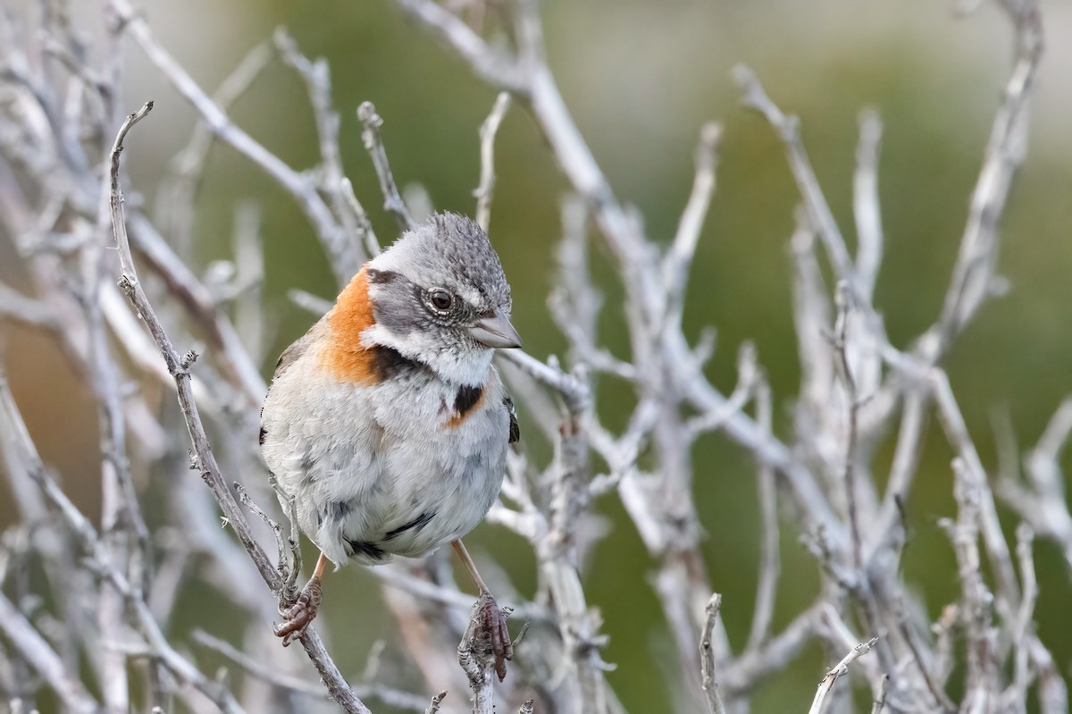 Rufous-collared Sparrow - Chris Jones
