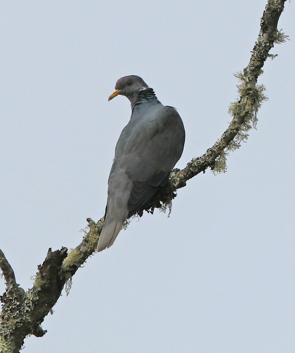 Band-tailed Pigeon - Larry Sirvio