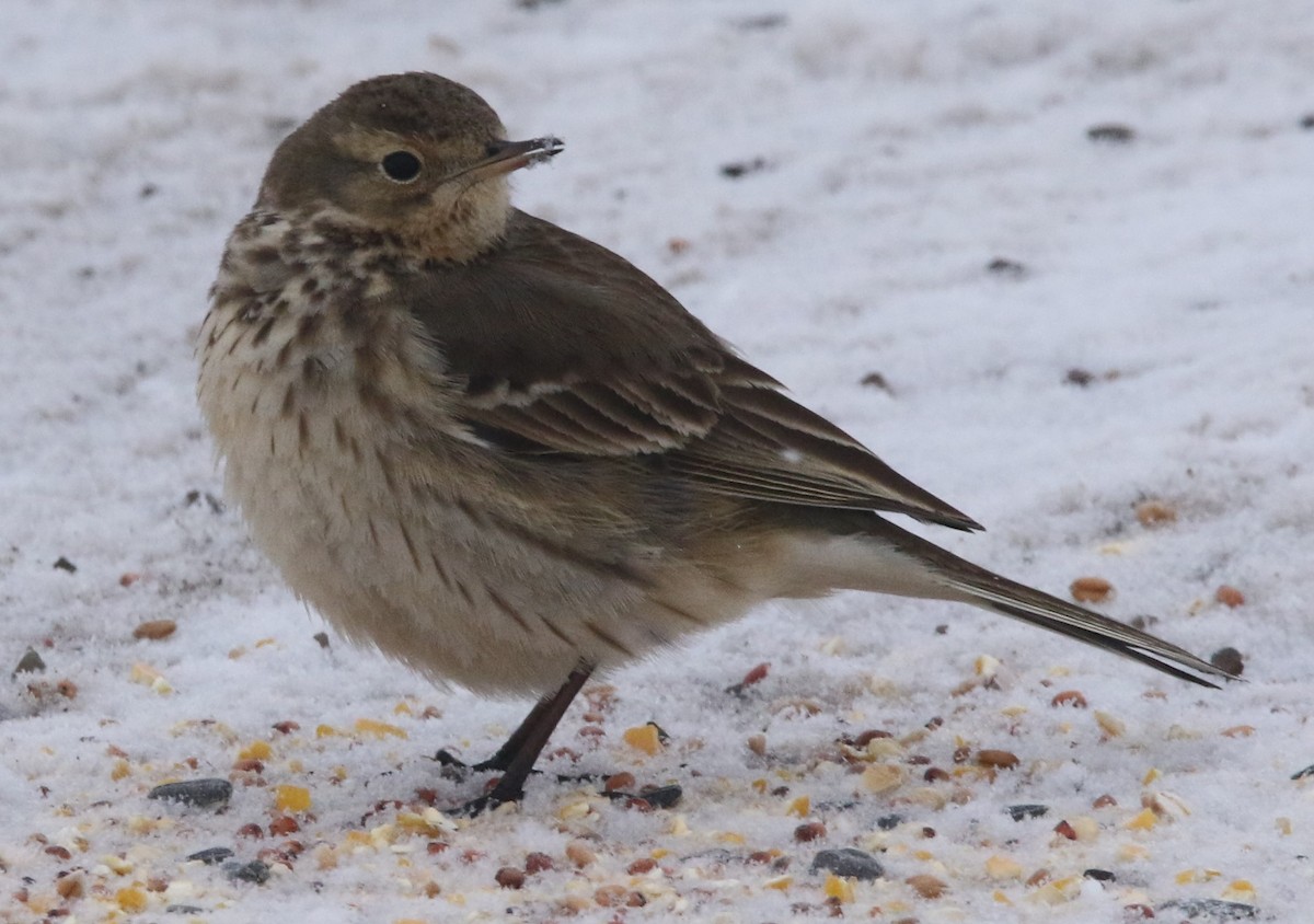 American Pipit (rubescens Group) - ML613728953