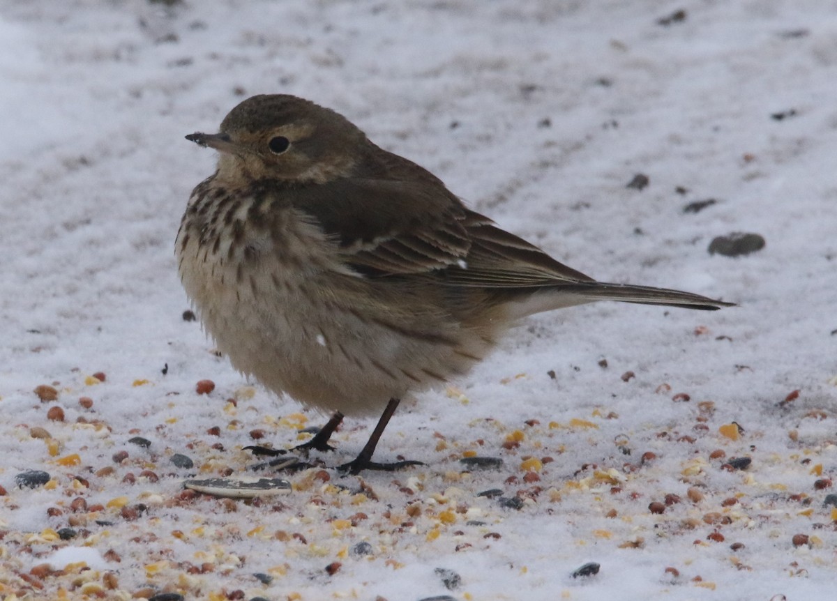 American Pipit (rubescens Group) - ML613728963