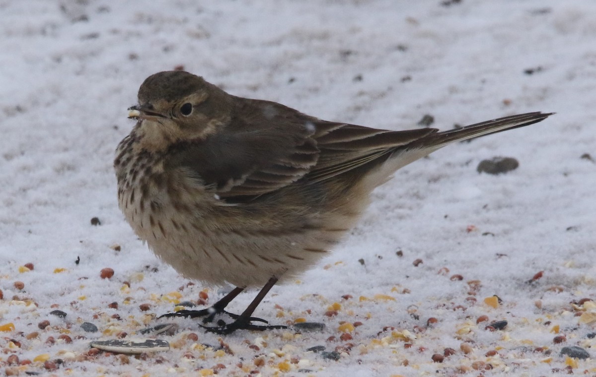 American Pipit (rubescens Group) - ML613728997