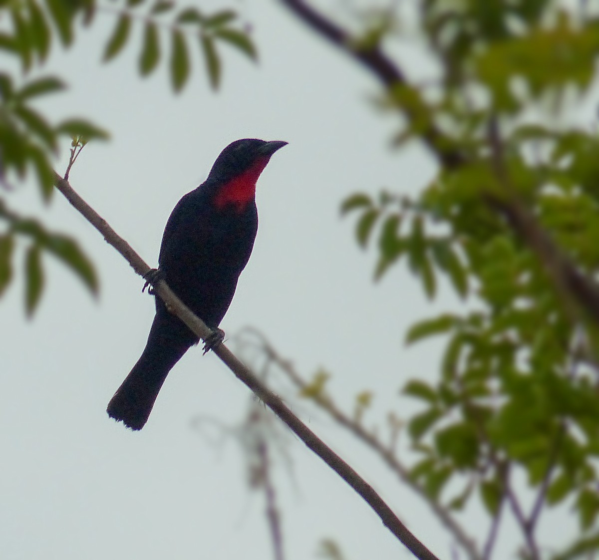 Scarlet-throated Tanager - ML613729170