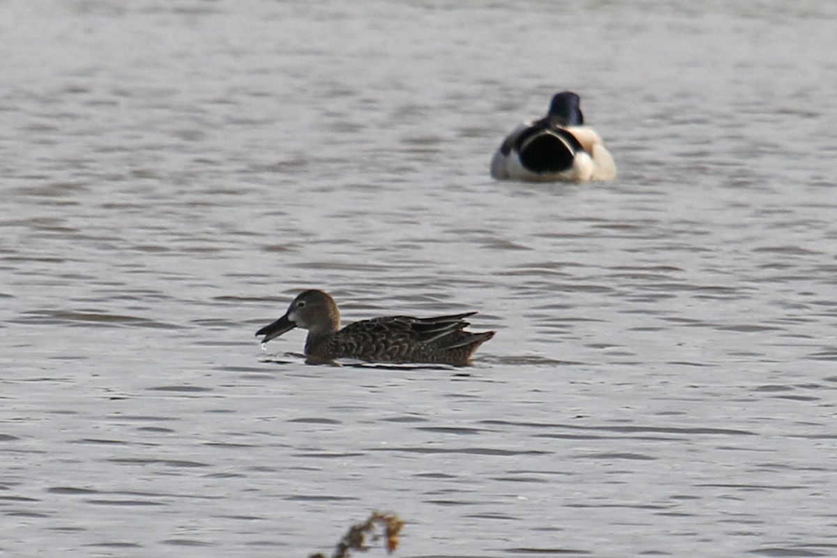 Blue-winged Teal - ML613729241