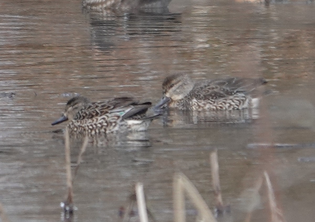 Green-winged Teal - ML613729462