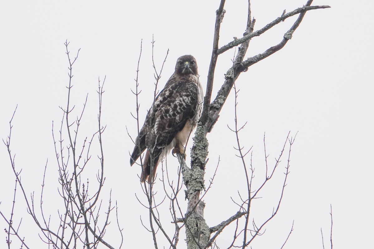 Red-tailed Hawk - ML613729602