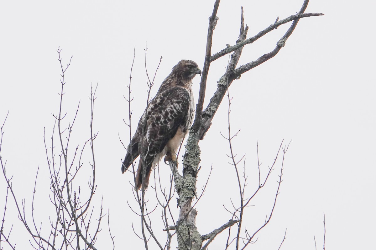Red-tailed Hawk - ML613729603