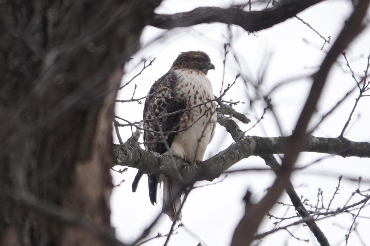 Red-tailed Hawk - ML613729604