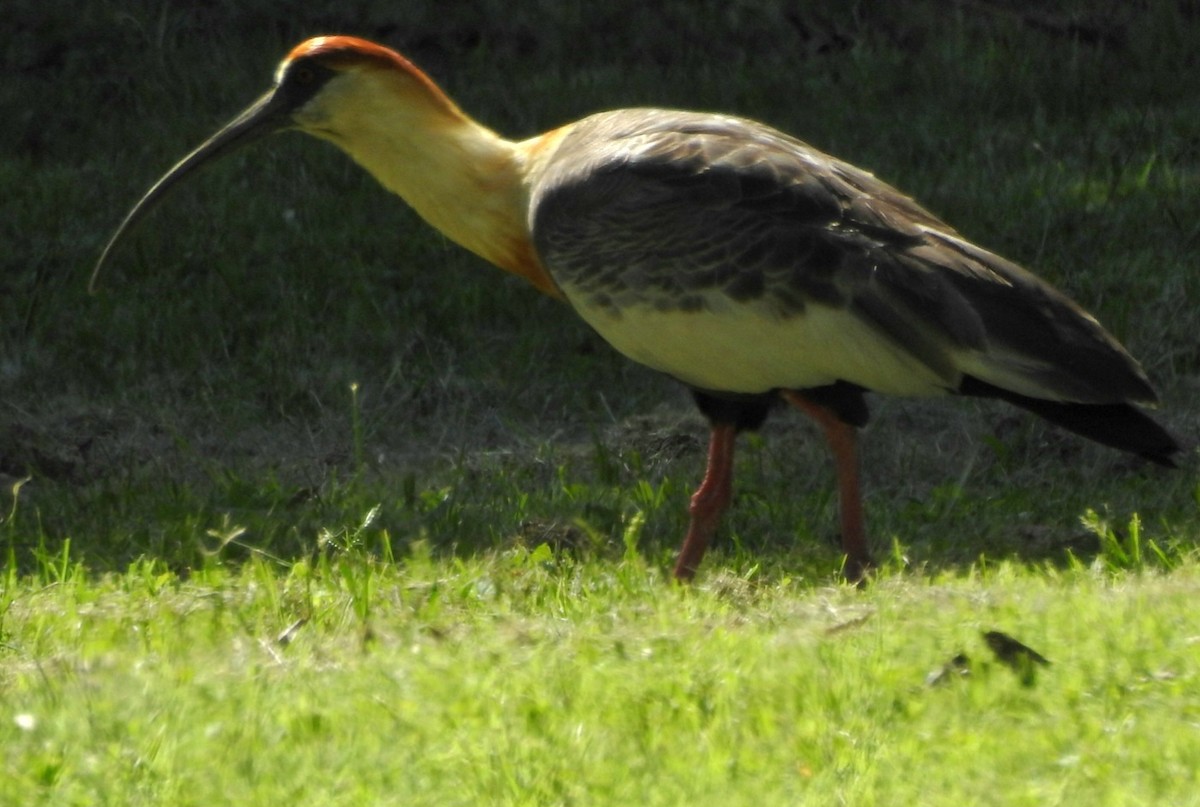 ibis bělokřídlý - ML613729748