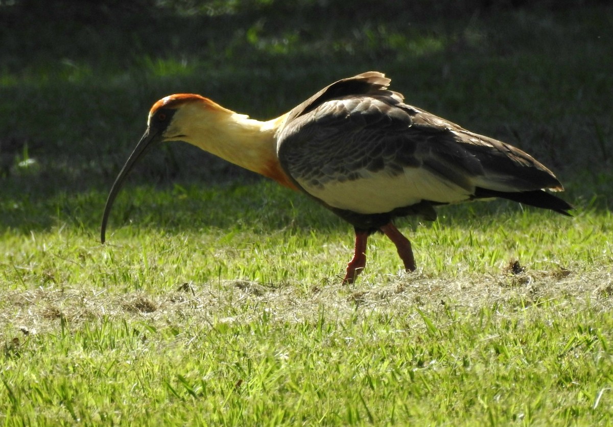 ibis bělokřídlý - ML613729749