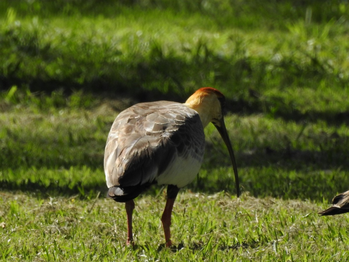 ibis bělokřídlý - ML613729750
