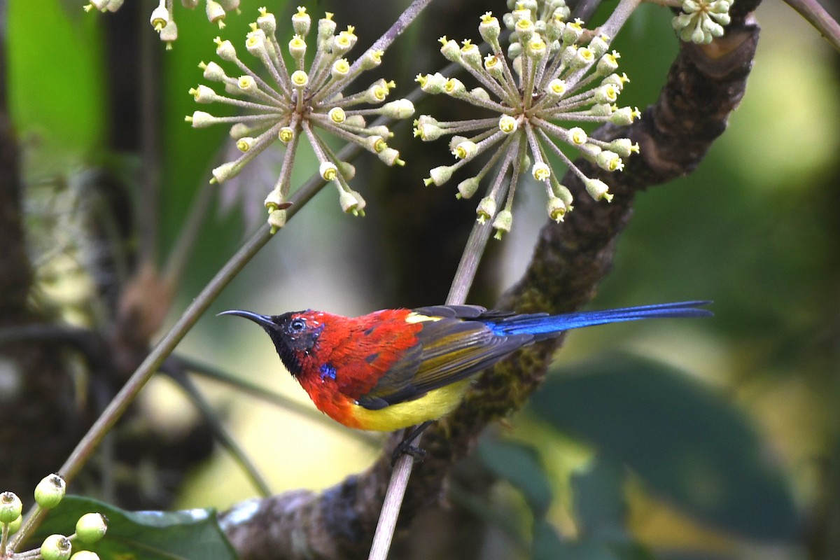Mrs. Gould's Sunbird (Scarlet-breasted) - ML613730064