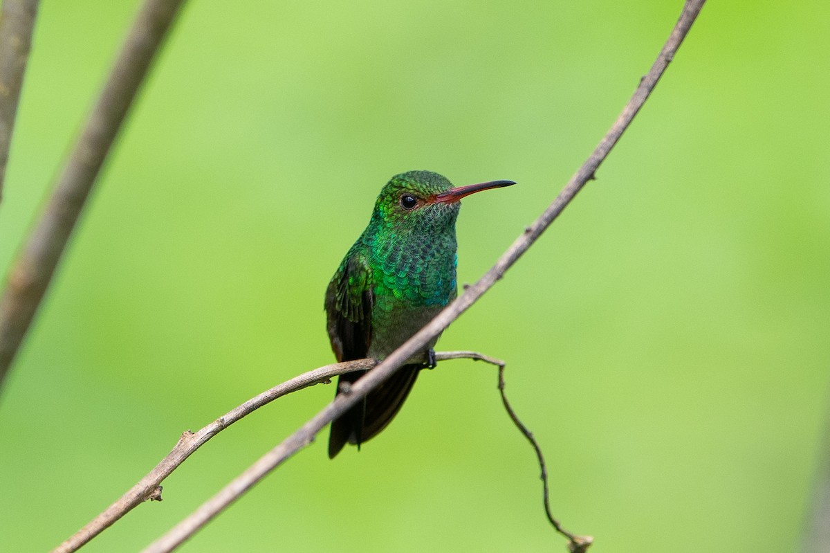 Rufous-tailed Hummingbird - ML613730105