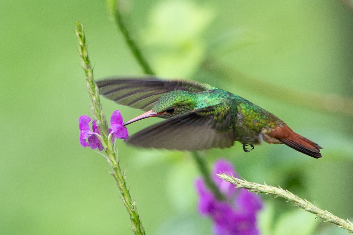 Rufous-tailed Hummingbird - ML613730106
