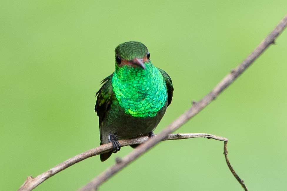 Rufous-tailed Hummingbird - ML613730107