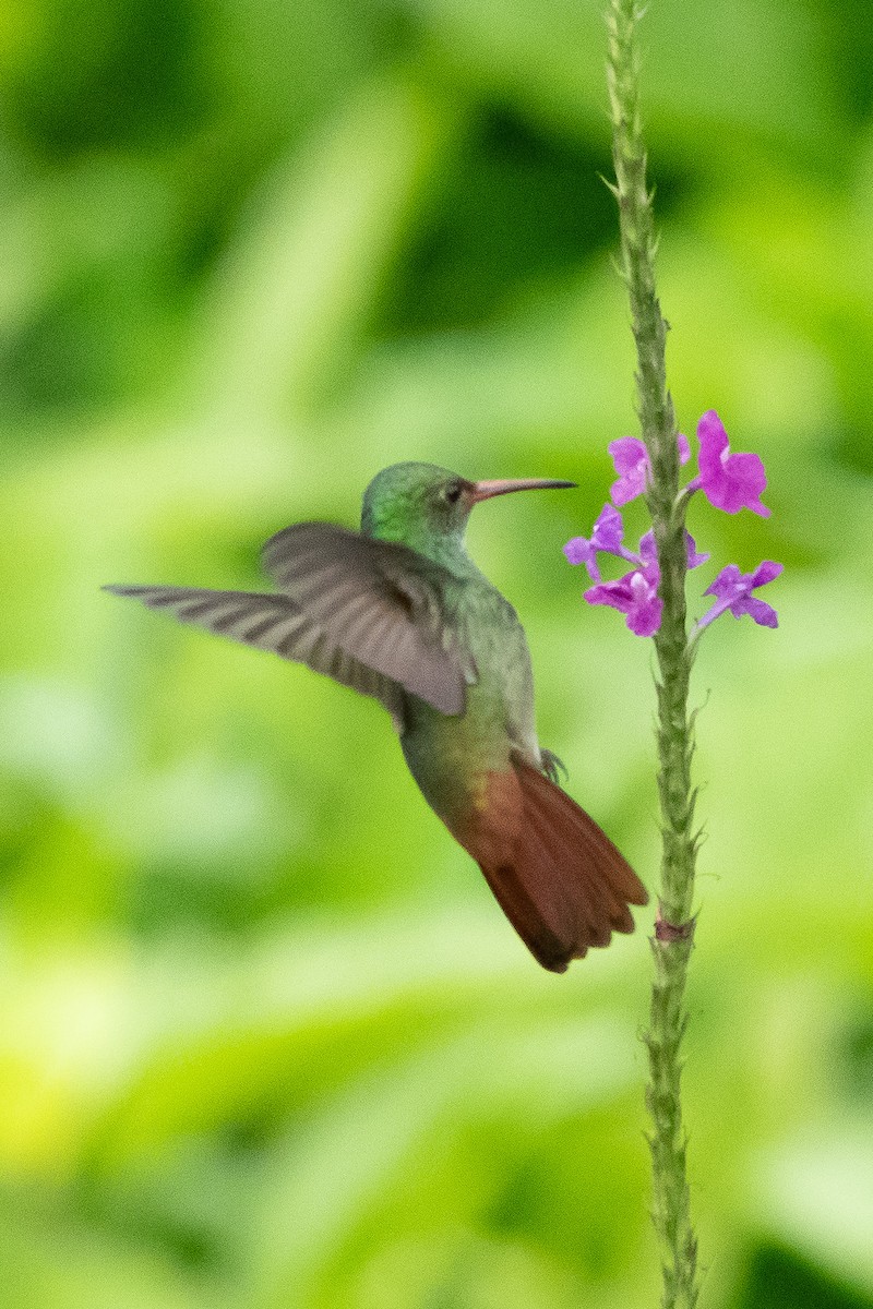 Rufous-tailed Hummingbird - ML613730108