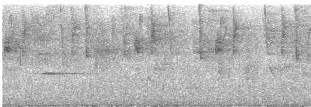 bånddue (fasciata gr.) - ML613730110