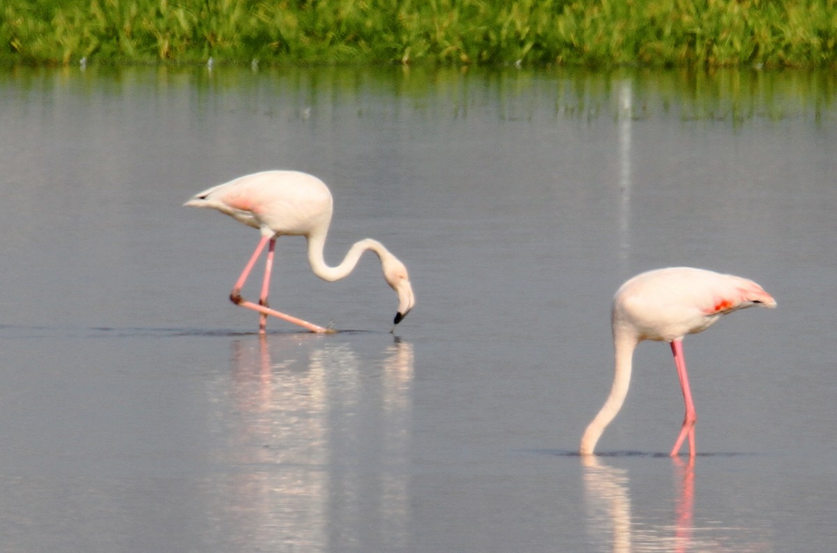 Greater Flamingo - ML613730309
