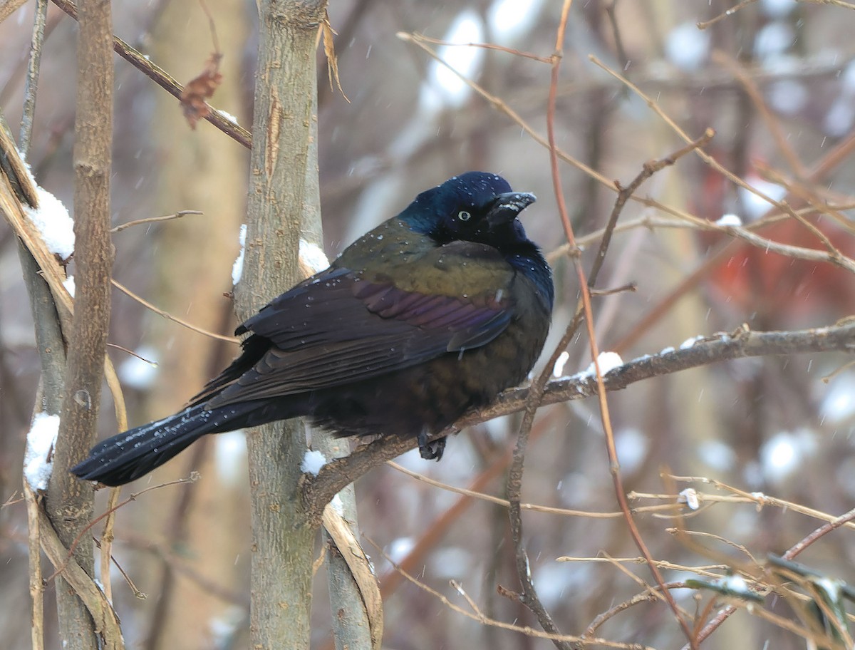 Common Grackle - Mark Welter