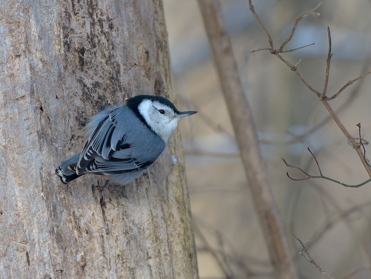 White-breasted Nuthatch - Mark Welter