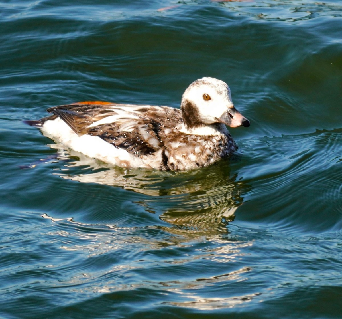 Long-tailed Duck - ML613730477