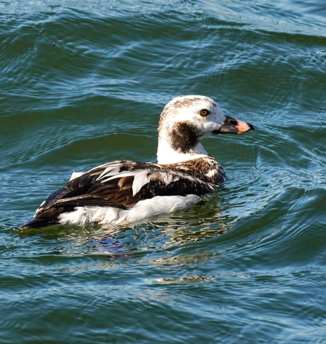 Long-tailed Duck - ML613730478
